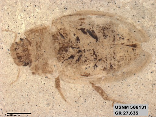 Insecta