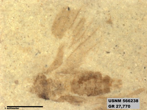 Genus sp
