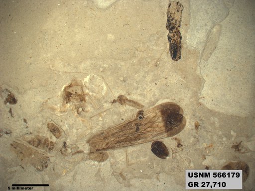 Genus sp