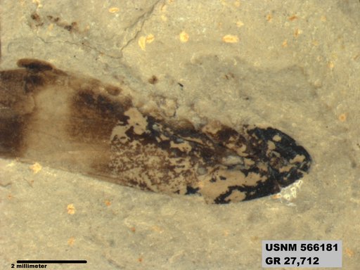 Genus sp