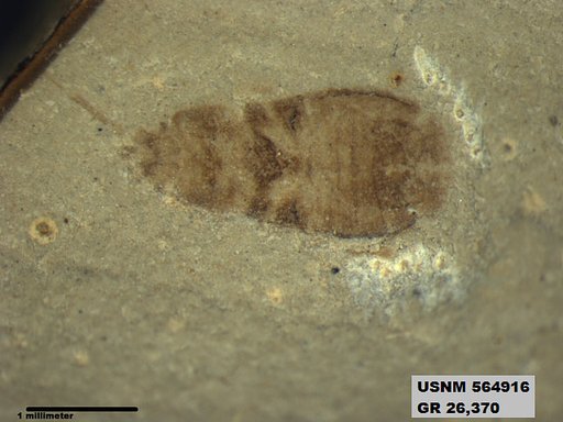 Genus sp