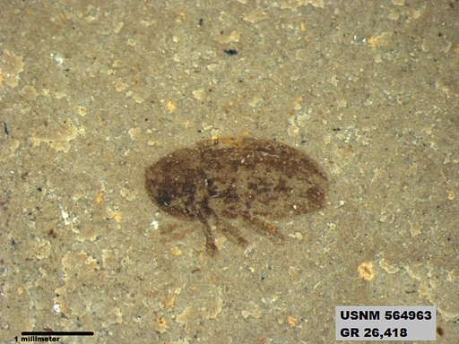 Insecta