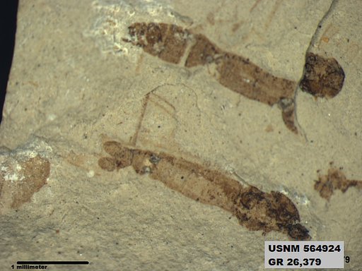 Genus sp