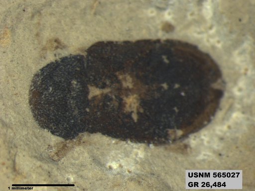 Insecta