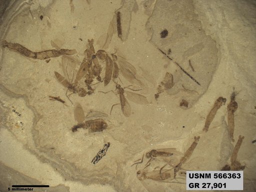 Genus sp