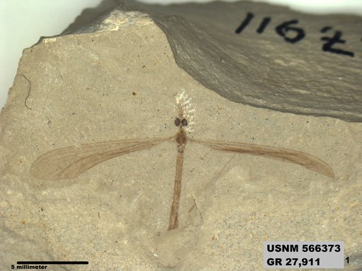 Genus sp