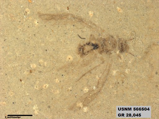 Genus sp