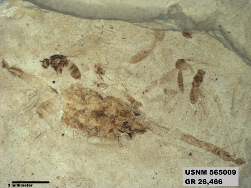 Genus sp