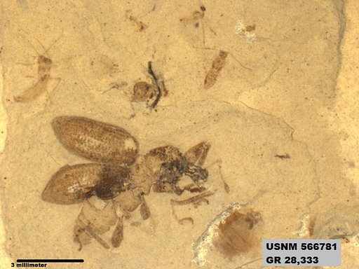 Genus sp