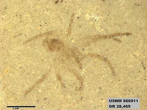 Insecta