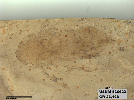Genus sp