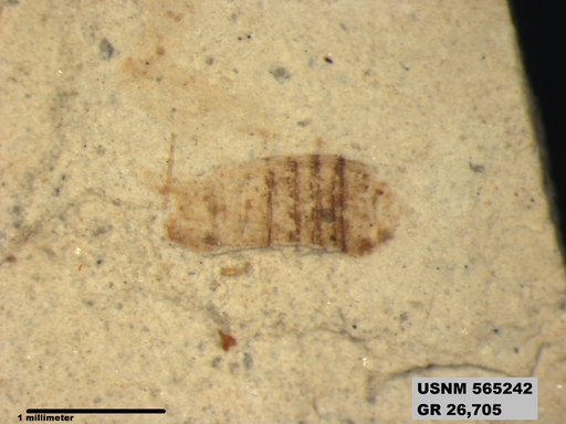 Genus sp