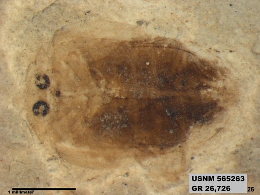 Insecta