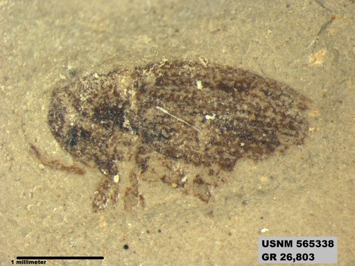 Insecta