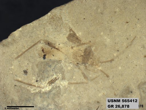 Genus sp