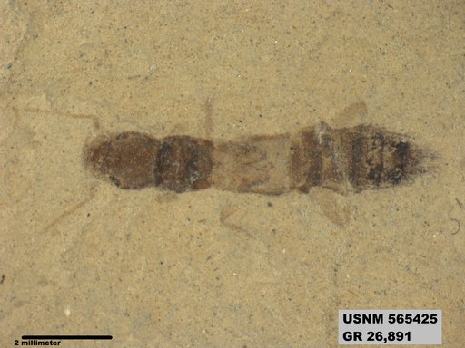 Genus sp