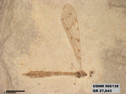 Genus sp