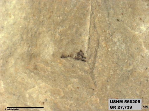Insecta