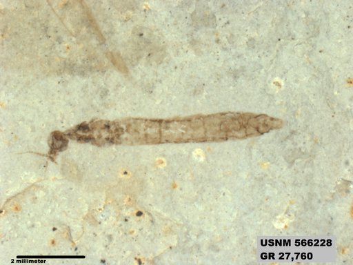 Genus sp