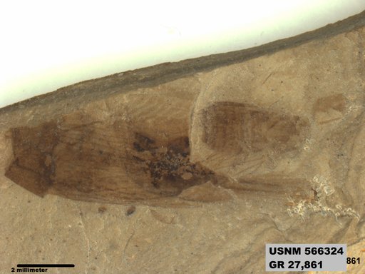 Tipula sp