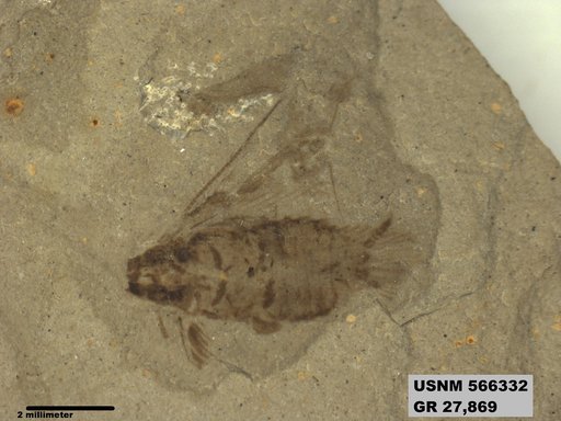 Genus sp