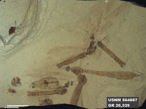 Genus sp
