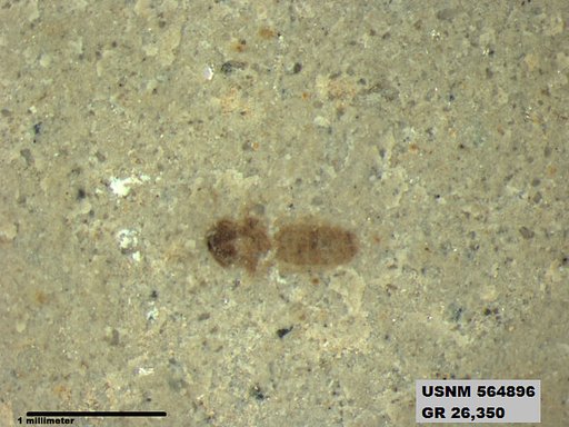 Genus sp