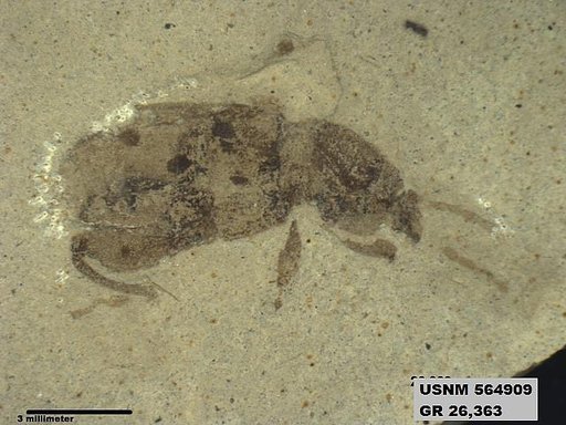 Insecta