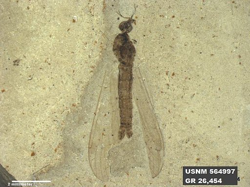 Genus sp