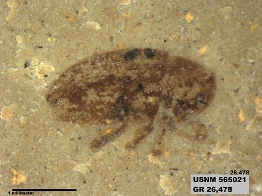 Insecta