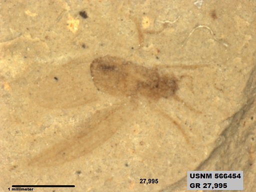 Insecta