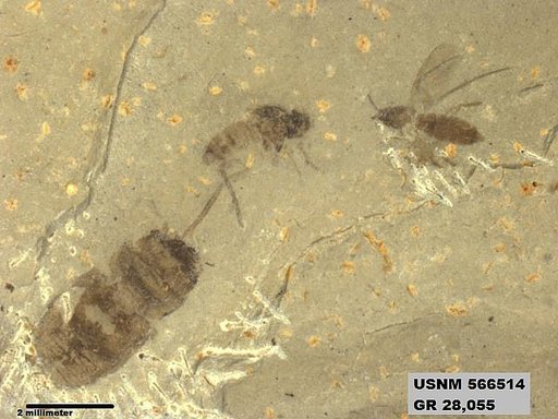 Genus sp