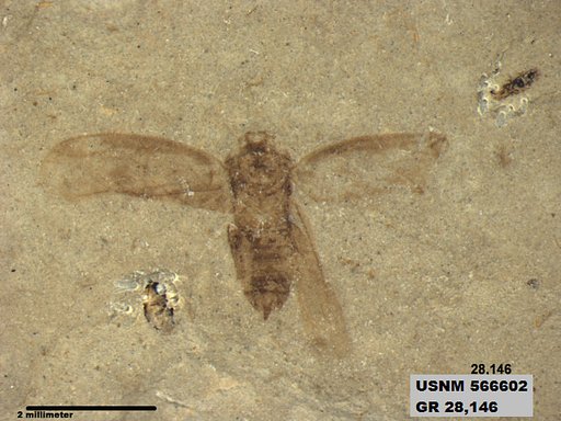Genus sp