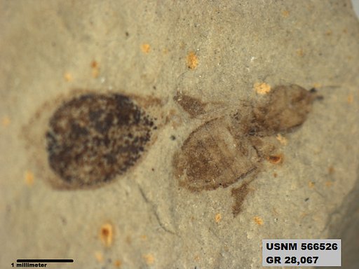 Genus sp