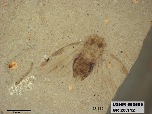 Genus sp