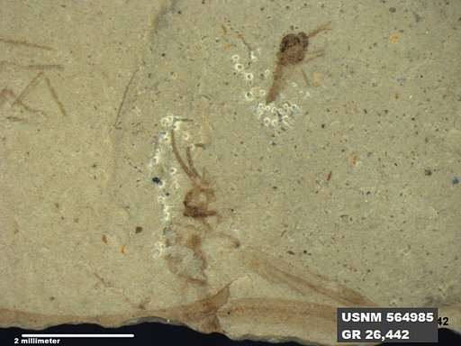 Genus sp