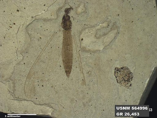 Genus sp