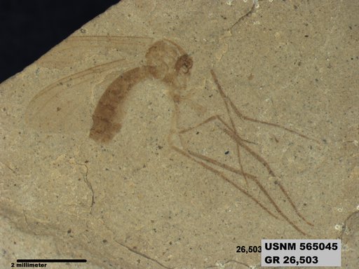 Insecta