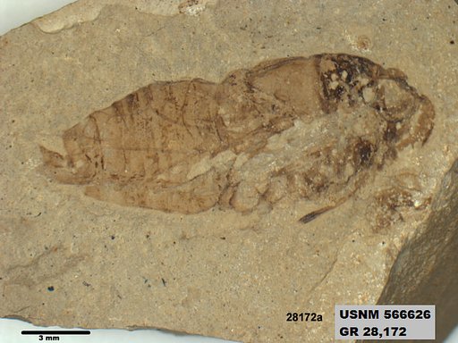 Genus sp