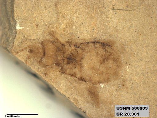 Genus sp