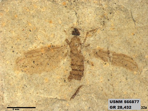 Genus sp