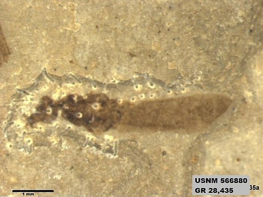 Genus sp