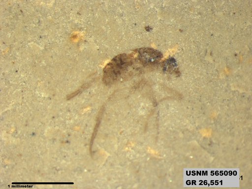 Genus sp