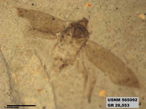 Genus sp