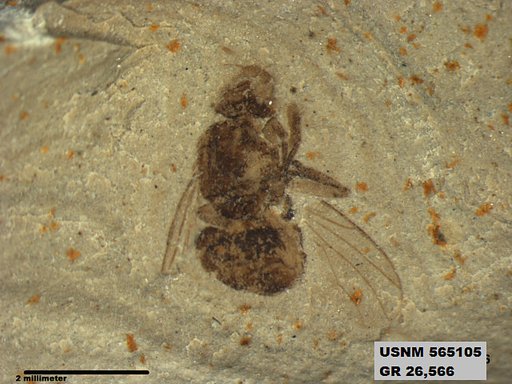 Genus sp