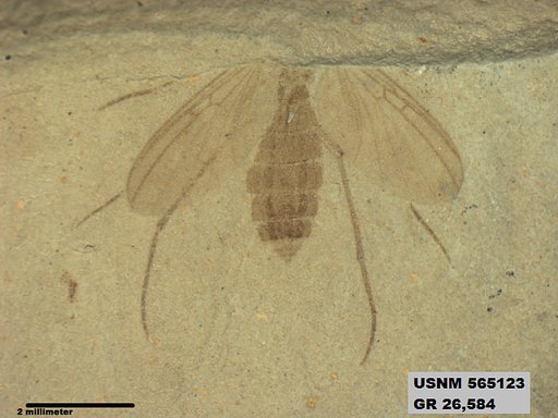 Ectobius sp