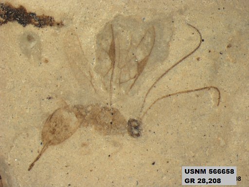 Insecta