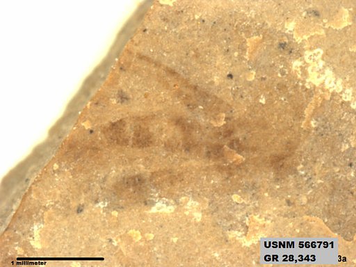 Genus sp