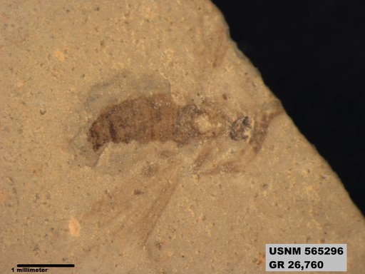 Insecta