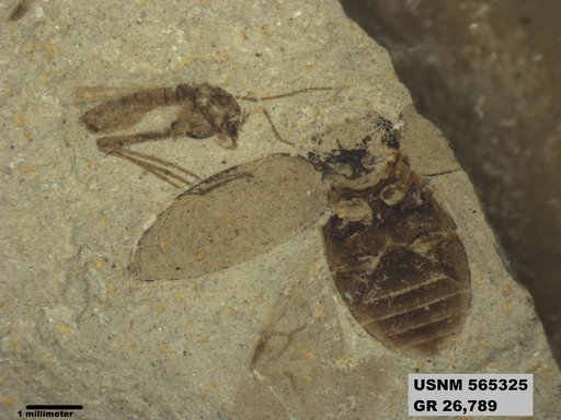 Genus sp